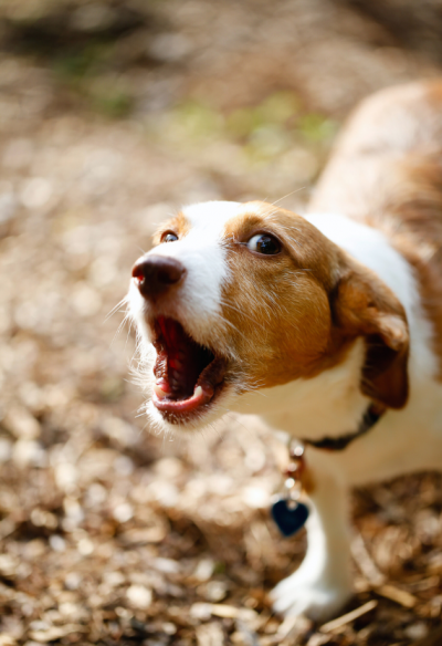 white and brown dog barking